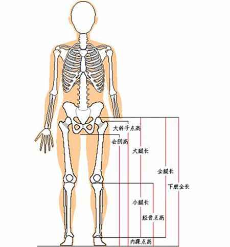 腿长从哪量正确图解图片