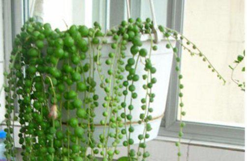 什么花容易养活,室内最好养的植物排名