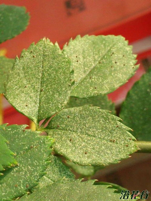 红蜘蛛又叫短须螨,是专门为害花卉叶片,花草的害虫.