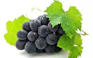 (grape)人名;(法)格拉普;(德,瑞典)格拉佩 短语 grape juice 葡萄汁