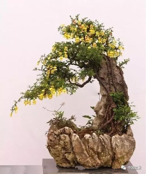 金雀花盆景怎么养护