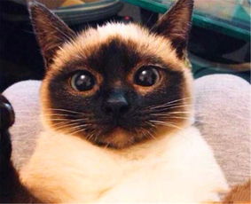 暹罗猫为什么越来越黑暹罗猫为什么越来越黑显色