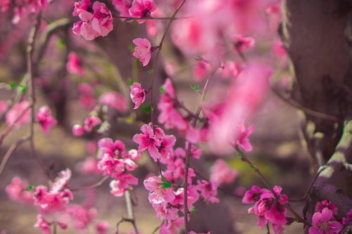 什么的桃花填空填词语?
