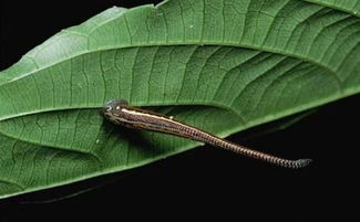 旱蚂蟥旱蚂蟥和水蛭的区别