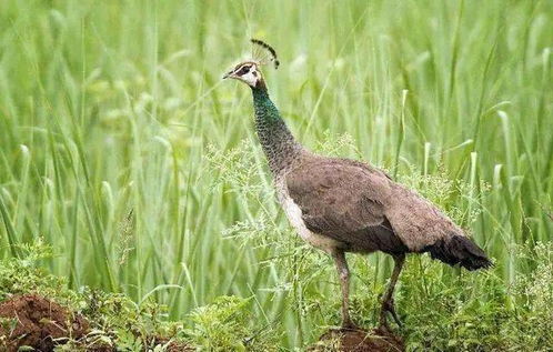 雌孔雀雌孔雀求偶声音