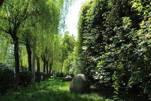 碧玉妆成一树高全诗解释