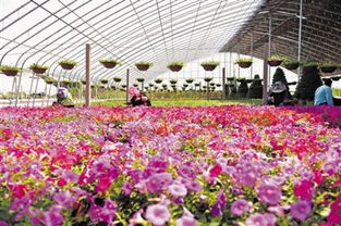 第十届中国花卉博览会其中什么以中国古典