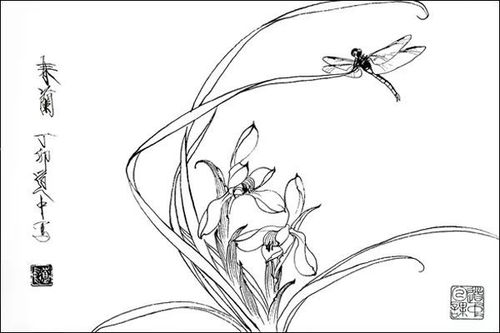 杜鹃花的白描图片