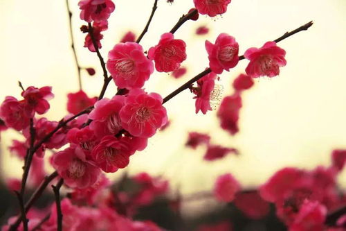 梅花的象征意义是什么?