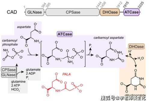 脱氧核糖核苷酸是什么?