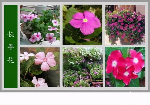 所有常见花的名字,越多越好