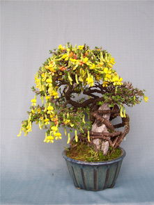 金雀盆景制作与养护过程中,有什么经常出现的问题?