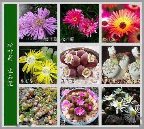 寻找一百种花的名字