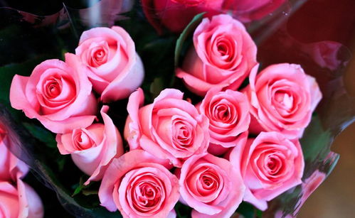 一支玫瑰花很贵吗?