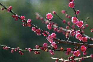 梅花象征的意思