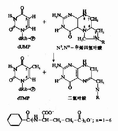 什么是脱氧核苷酸,什么是脱氧核糖核苷酸?要怎么区分她们?