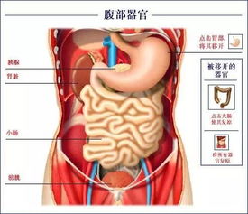 胰头,胰颈部位于脊柱中线的右侧,而胰体,胰尾部位于左侧.