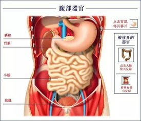 腿部胰腺点位置图片图片