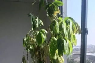 发财树腐烂怎么办