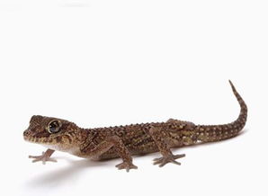 壁虎的尾巴有什么作用?