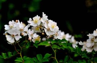 荼蘼的解释是什么意思?