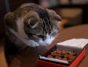 猫可以吃巧克力吗?