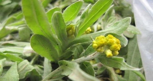 追地风的功效与作用(追地风的功效与作用及别名)_竞价网