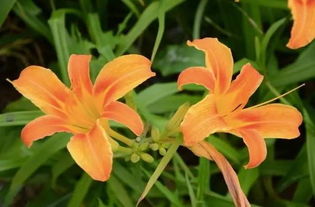 萱草的花语是什么