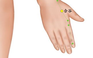 合谷穴准确位置图 牙疼?