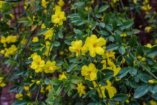 迎春花长什么样子图片迎春花的样子图片