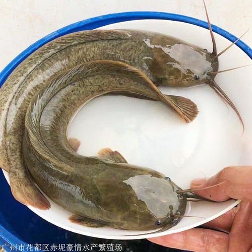 塘角鱼和鲶鱼的区别是什么?