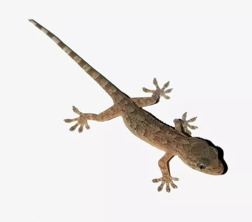 小壁虎的尾巴有什么作用?