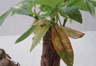 发财树根部腐烂发霉怎么办?