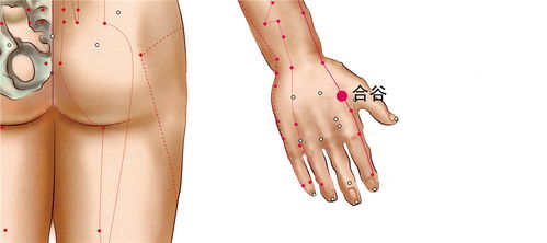 合谷穴具体在手的那个位置?