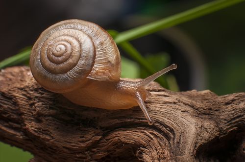 鼻涕虫爬过身上,会不会有事啊,有没有毒
