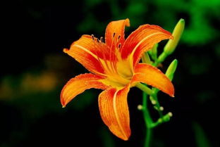 萱草象征着什么呢?