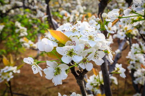 梨花几月开(梨花几月开花)