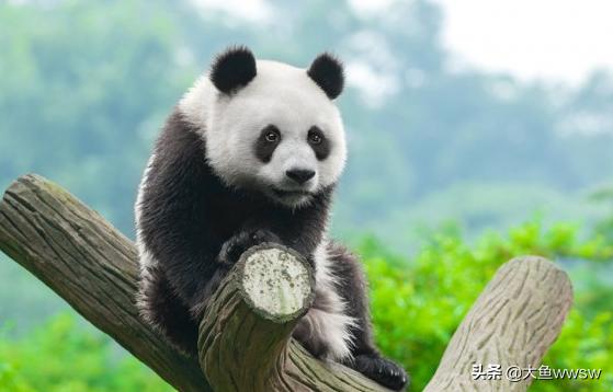 大熊猫的寿命是多少_竞价网