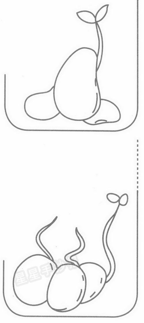 7,再画出来两片叶子,如图,8,再画出来一个发芽的豆子,看,简笔