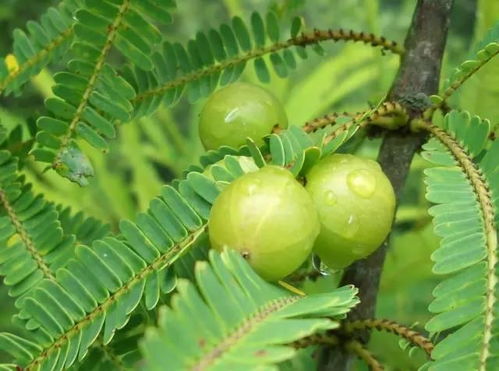 滇橄榄树皮煮水的功效