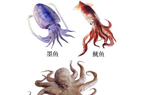 章鱼和乌贼的区别