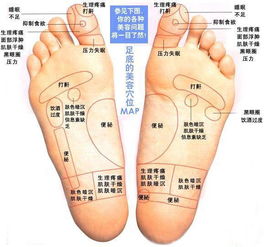 眼睛和耳部 2)前脚掌靠近大拇指的部分——甲状腺和心脏 3)前脚掌后方