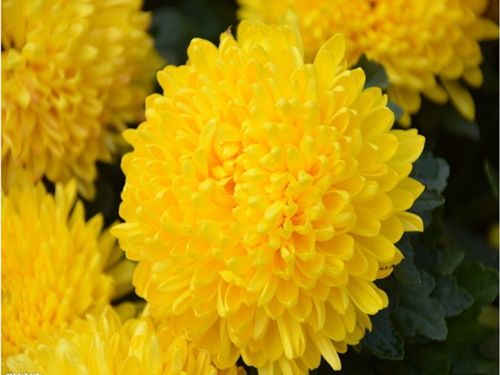 菊花有什么颜色,几种