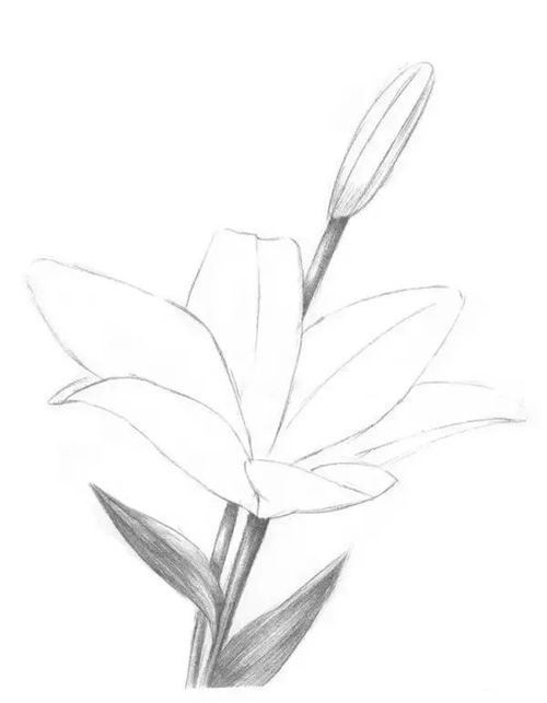 2,然后挨着花蕊的地方,画出一片百合的花瓣,如图.