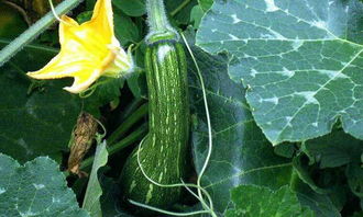 北瓜是什么瓜北瓜是什么瓜图片