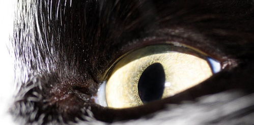 为什么,动物的眼睛会发光.而人类的眼睛不会呢?