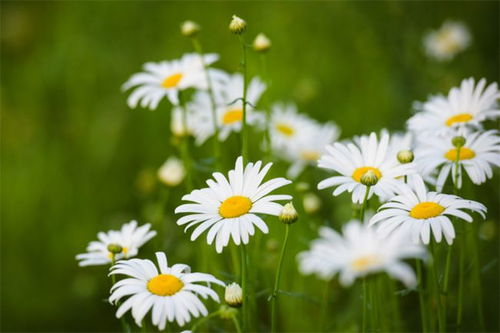 小雏菊花语象征与寓意小雏菊花语文案