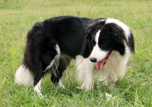 边境牧羊犬多少钱一只纯种边境牧羊犬多少钱一只幼崽