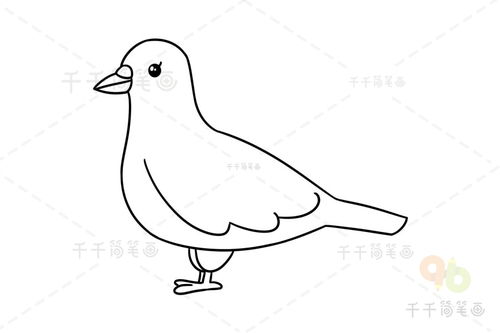 鸽子画法简笔画鸽子画法简单又漂亮
