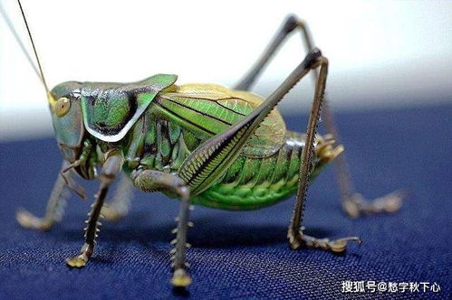 蝈蝈和蛐蛐儿歌,蝈蝈和蛐蛐儿吹牛皮_竞价网